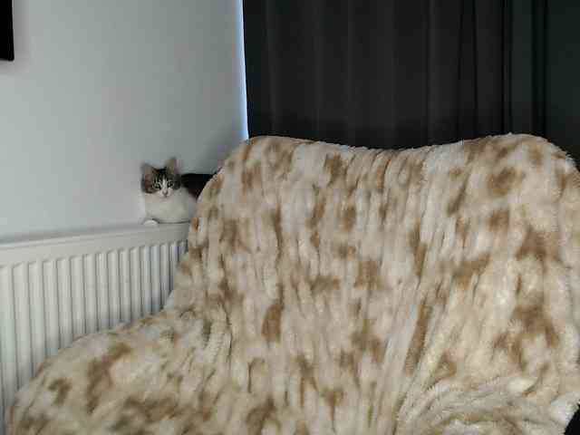 ElizabethAC ElizabethAC