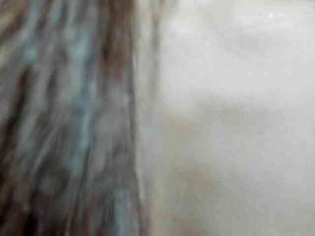 MadelineDollx Live Webcam on BongaCams