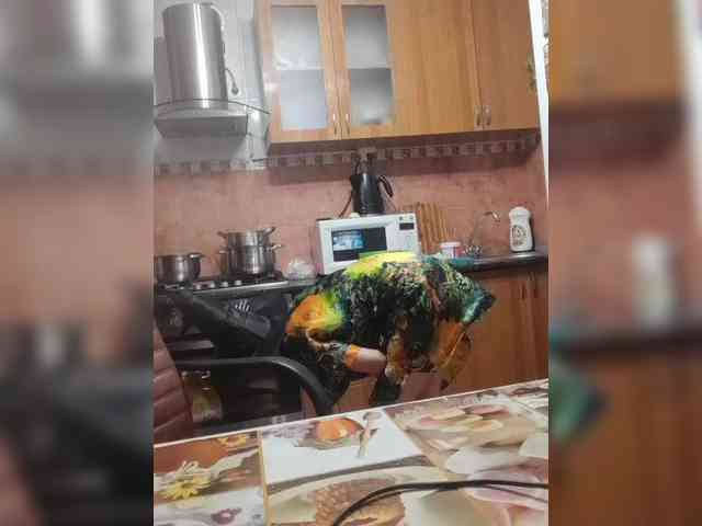 N-I-M-F-O-M-A-N-K-A webcam