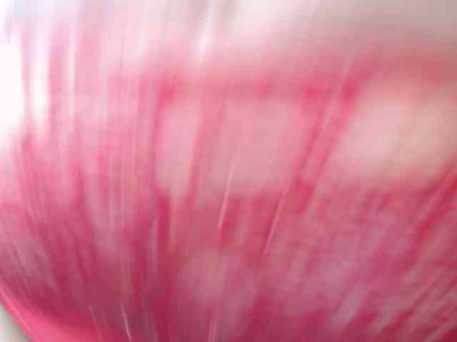 jones-scarlet webcam