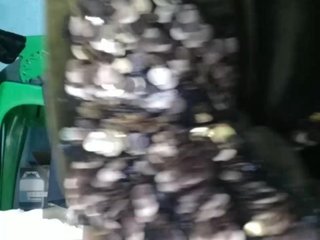 Chococannele Porn Show