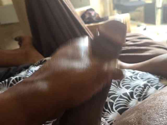 browncockshow33 Live Webcam on BongaCams browncockshow33 Live Webcam on BongaCams