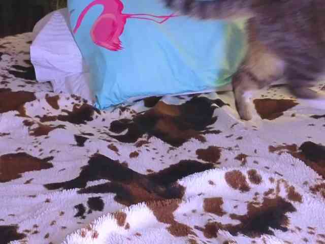 MissnewXXX MissnewXXX