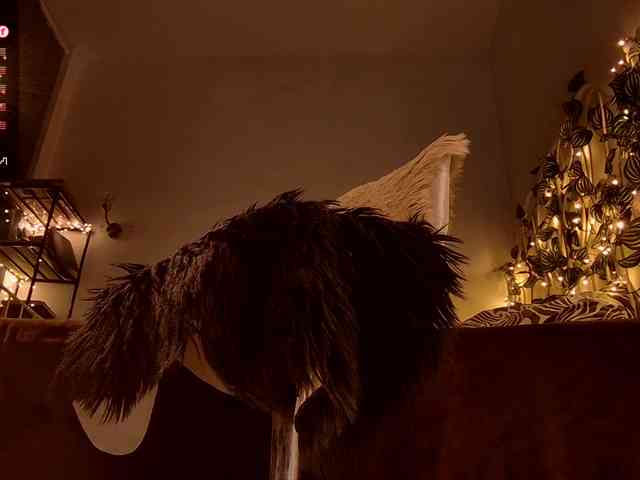 RadioFeet Live Webcam on BongaCams