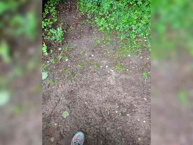 Metele6