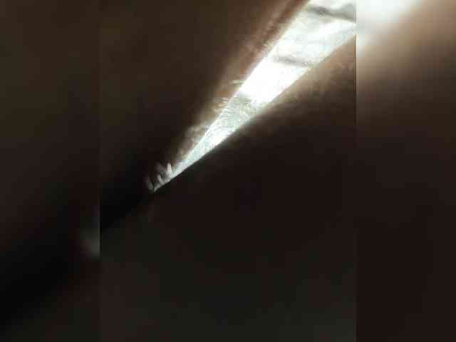 Denisspermastrel Denisspermastrel