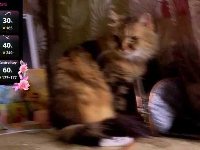 Miss-Katte's BongaCams show and profile