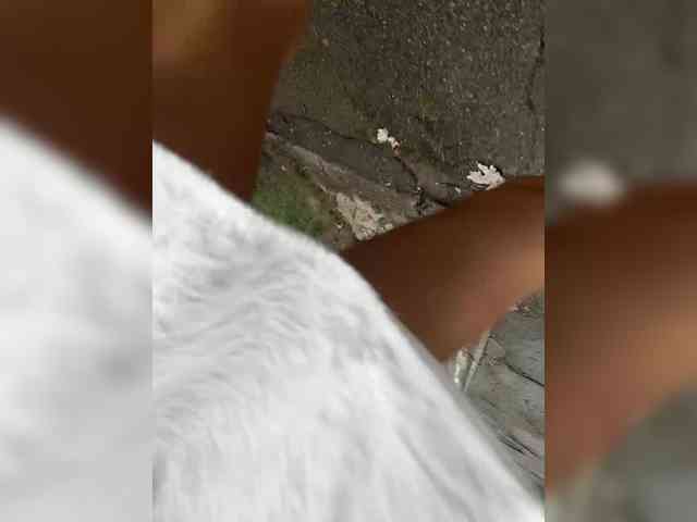 Miss-Katte webcam