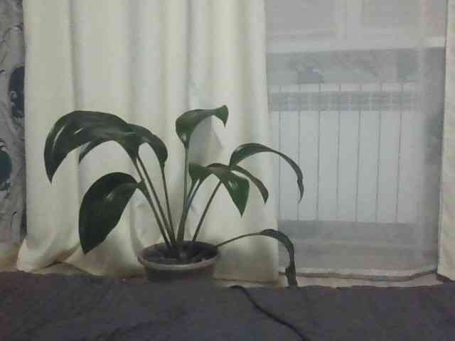 Danozka webcam