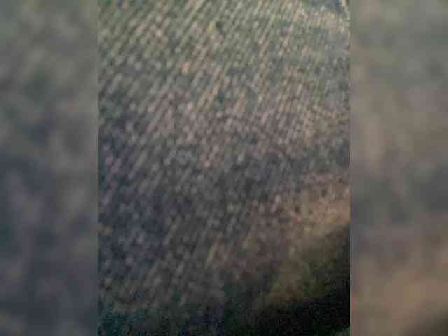PALMIIRA webcam