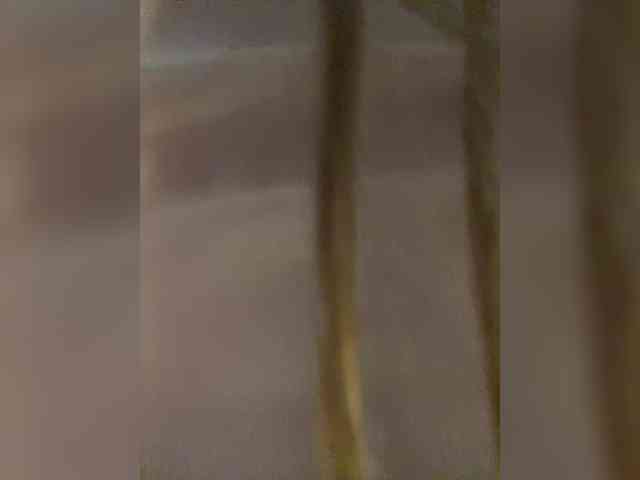 PALMIIRA webcam