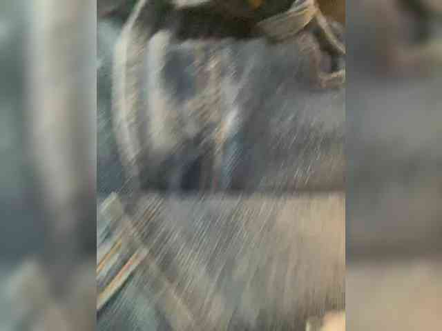 PALMIIRA webcam