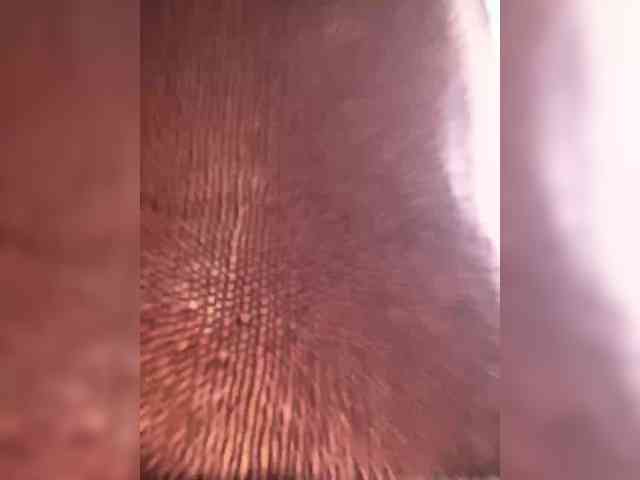 PALMIIRA webcam