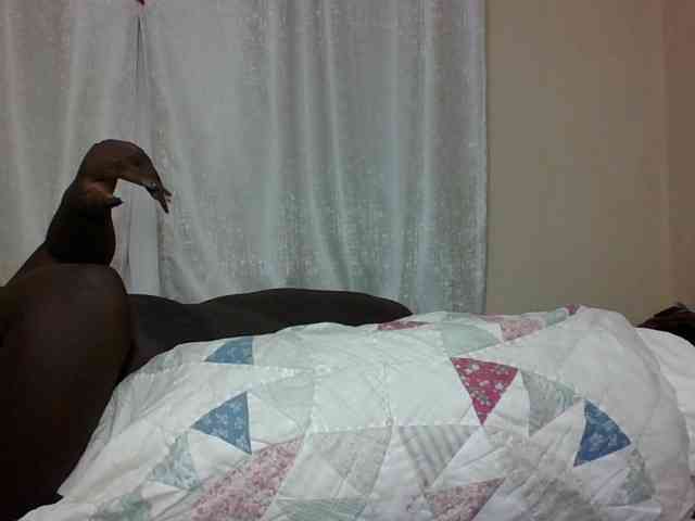 Hotybobbies Hotybobbies