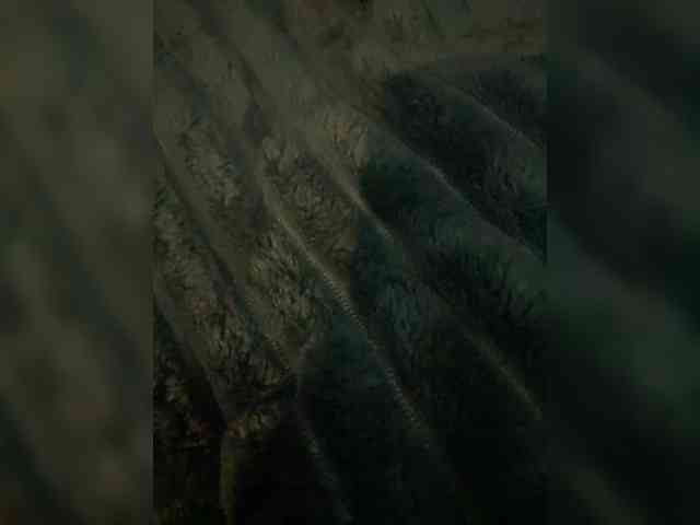 Donatello21 Donatello21