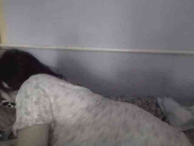 Ornotores_wers webcam