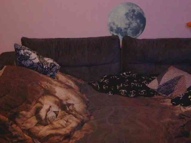 Ornotores_wers webcam