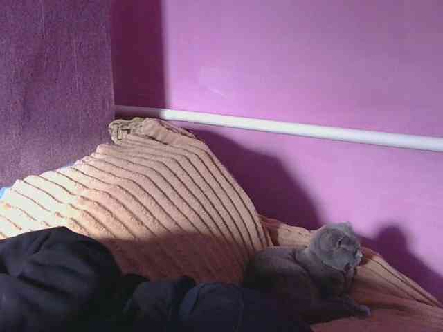 Ornotores_wers webcam