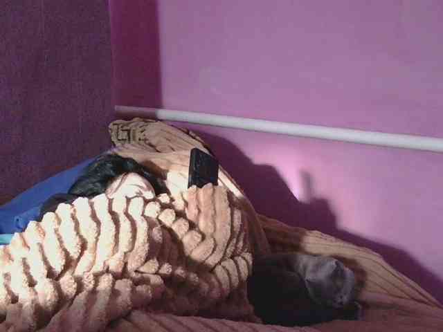 Ornotores_wers webcam