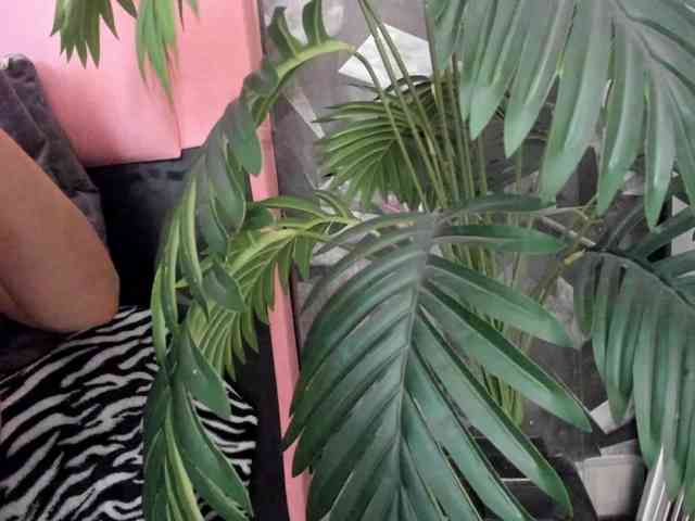 candela-collins webcam