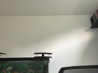 EvanShell1 Porn Show