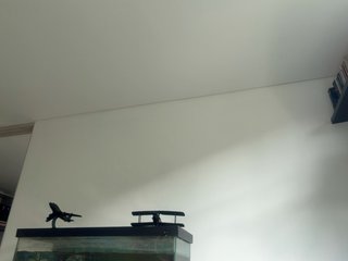 EvanShell1 Porn Show