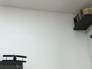 EvanShell1 Porn Show