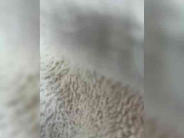 EvanShell1 EvanShell1