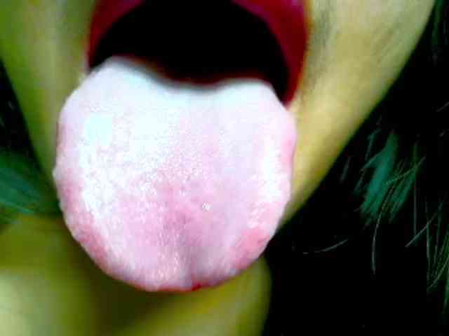 NaughtyWetPieXx webcam