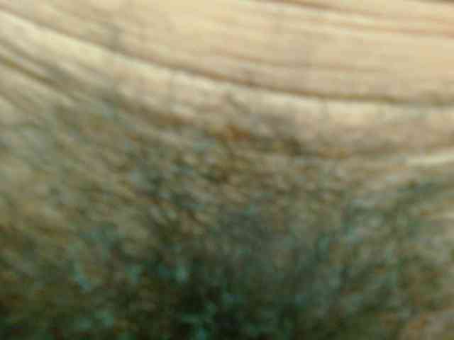 LanitaHairy webcam