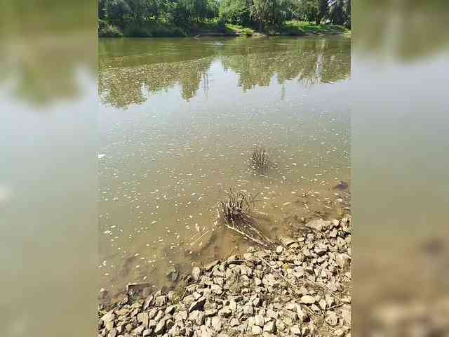 manbek