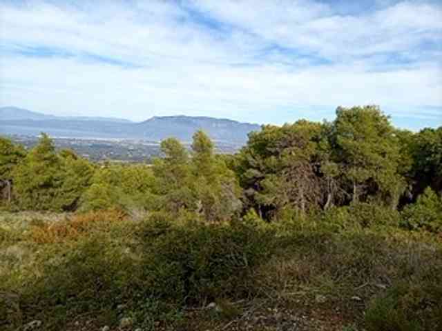 CuddleBear CuddleBear