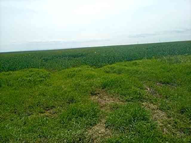 CuddleBear CuddleBear