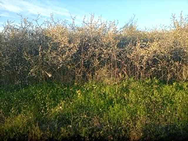 CuddleBear CuddleBear