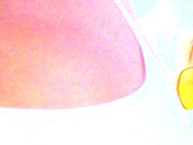 jesicacox webcam