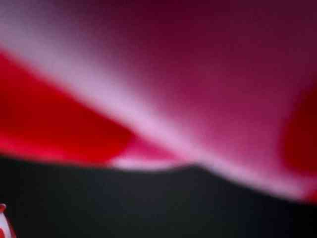 whitefairy666 webcam