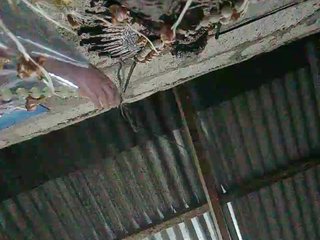 JuicyKittie Porn Show