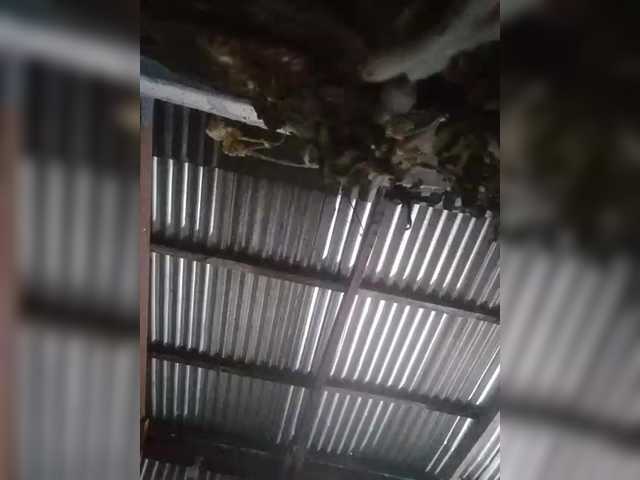 JuicyKittie's BongaCams show and profile