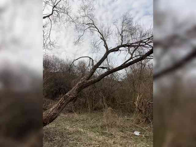 Elchapoguzman95 Elchapoguzman95