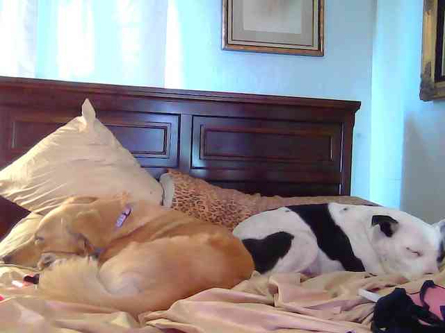 PaisleyDay PaisleyDay