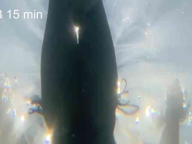 MamaKoska webcam