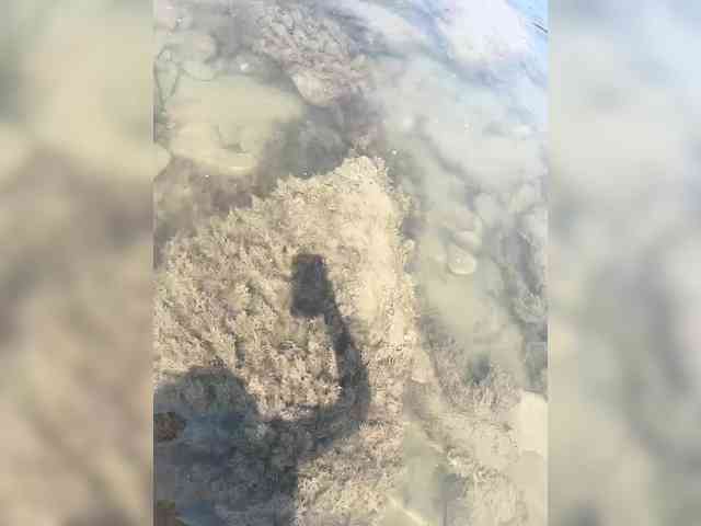 MamaKoska webcam