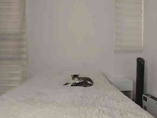 tigerbaby_ webcam