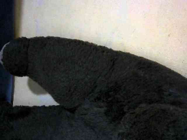 CAROLE71 webcam