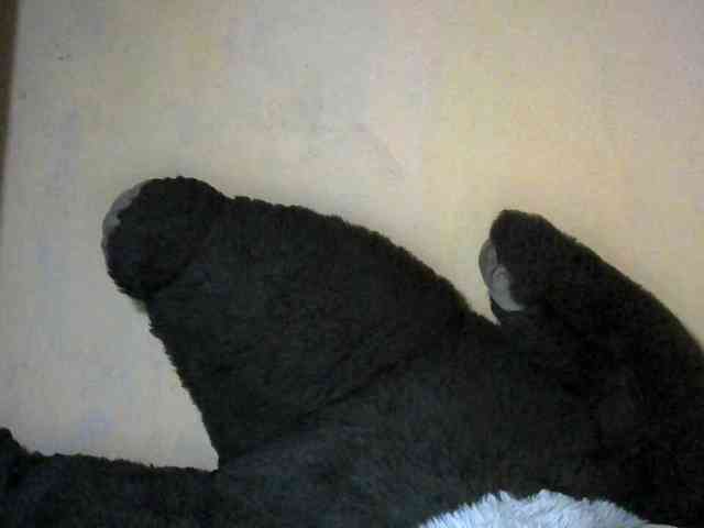 CAROLE71 webcam