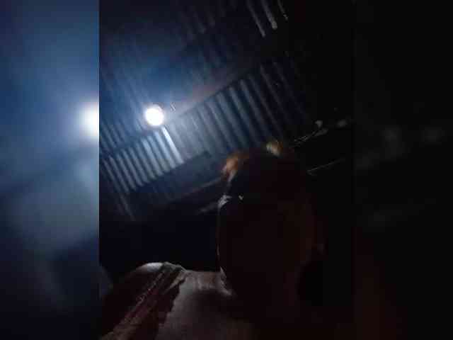 VelvetRose1 VelvetRose1