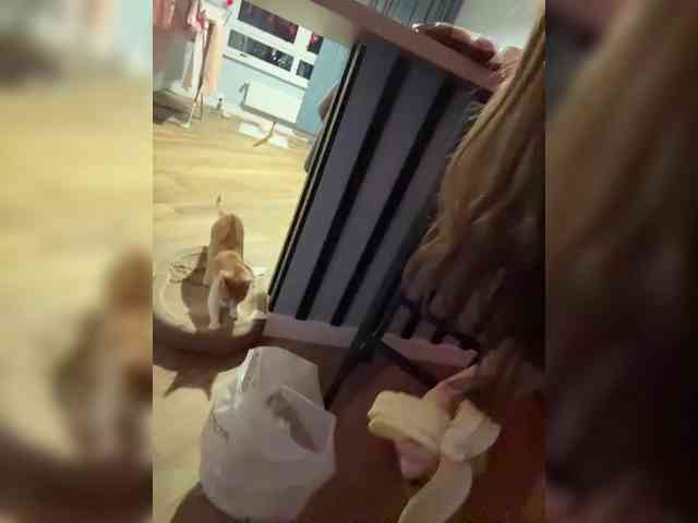 MilashaNyasha webcam