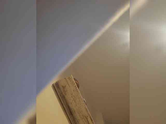 jasminbunny19 webcam