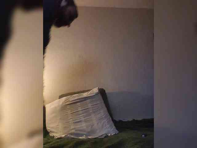 DimidoffDrocher DimidoffDrocher