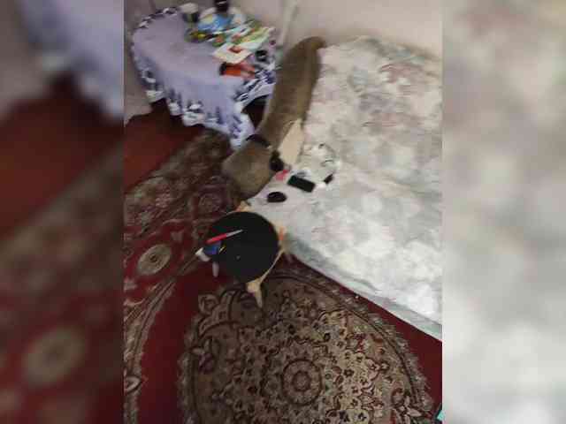 DimidoffDrocher DimidoffDrocher